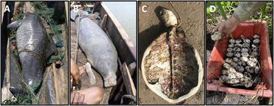 Widespread Use of Migratory Megafauna for Aquatic Wild Meat in the Tropics and Subtropics